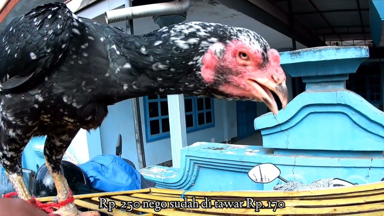 Review Pasar Ayam Tradisional Banyak Ayam Bagus | Ada Ayam Betina Bagus Jumbo Mewah