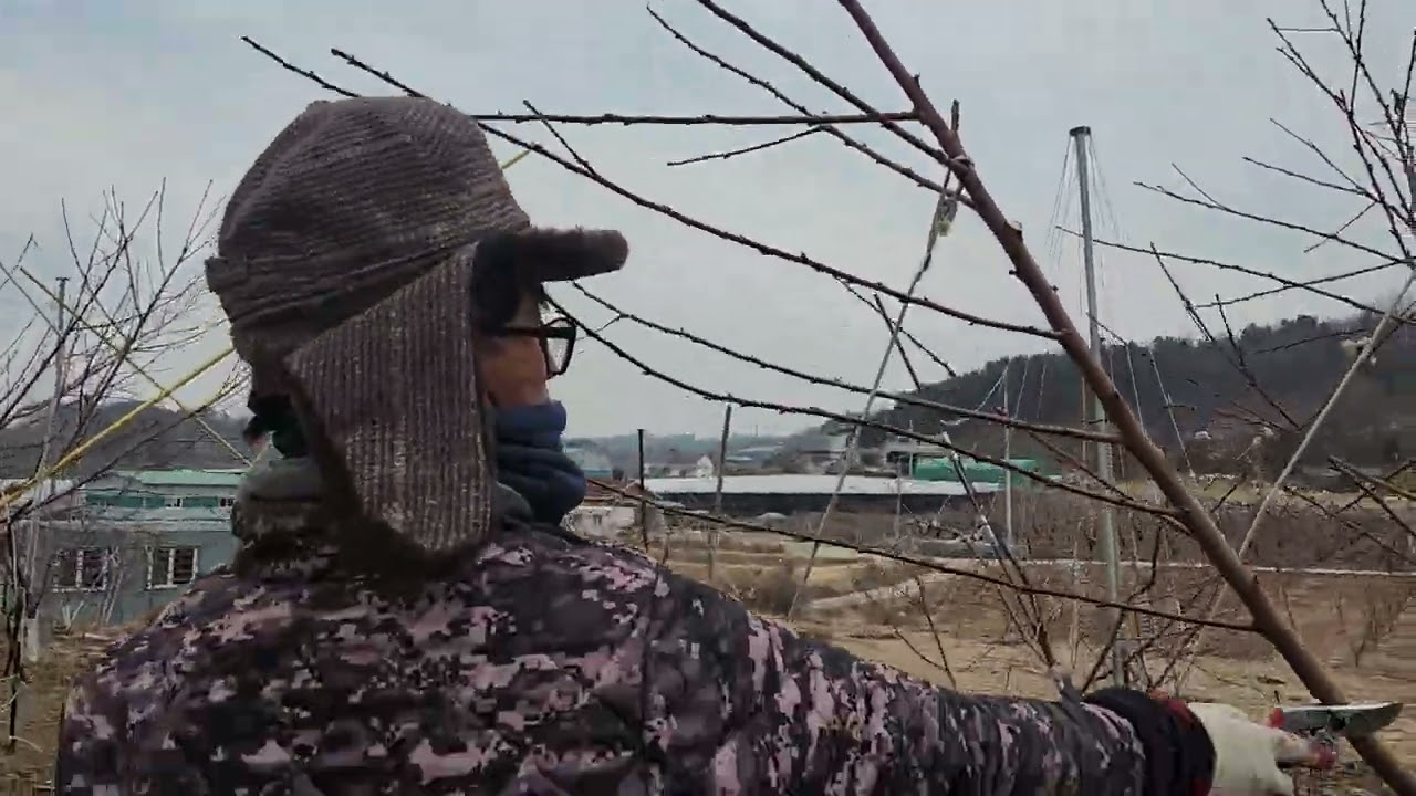 복숭아나무 2년생 나무 잘키우는방법.전지방법.