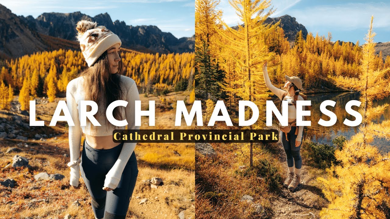 Larch madness in Cathedral Provincial Park // MORE larch trees than Larch Valley (hidden gem)