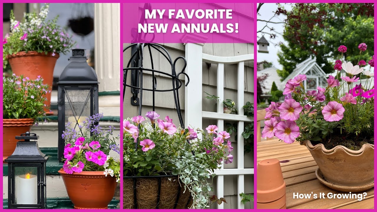 My Favorite New Annuals! 🌸 How's It Growing? 🌸