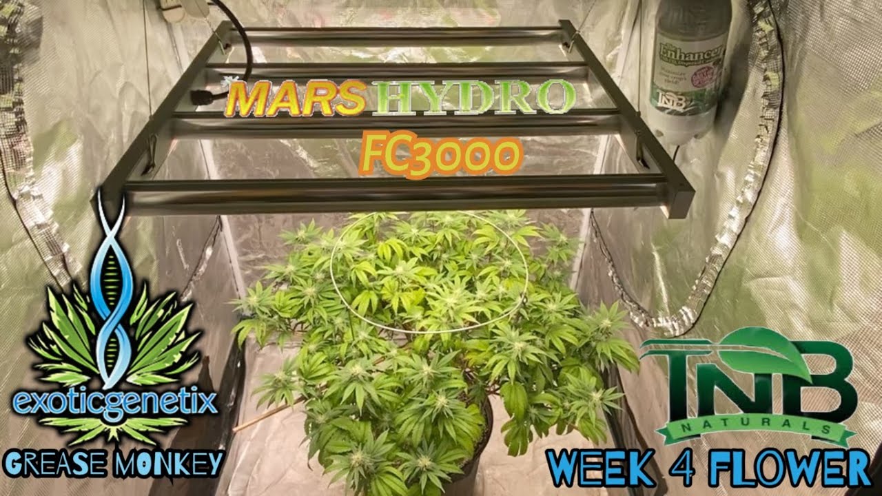 Wk4 flower  Exotic Genetix Grease Monkey grown in a 3x3 with @marshydro #fc3000 led  & TNB Naturals