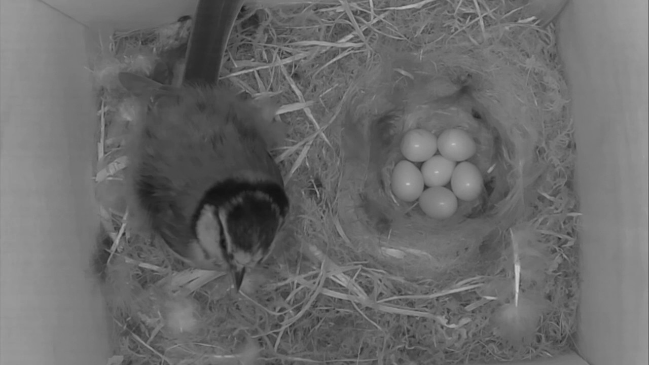 Courtship Feeding