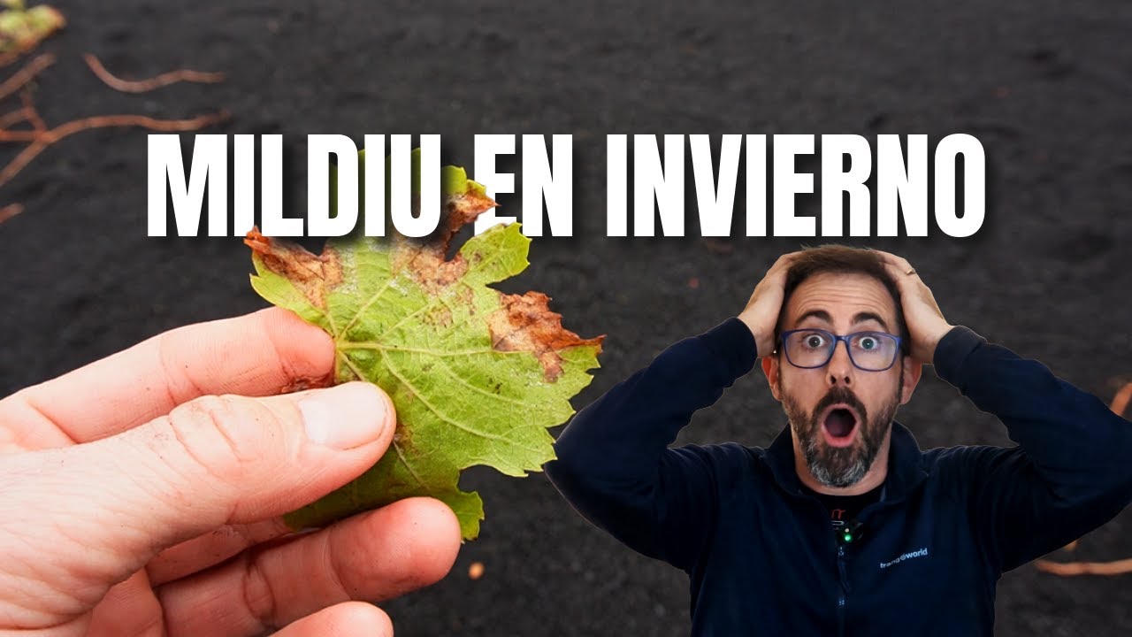Por qué el mildiu empieza en invierno