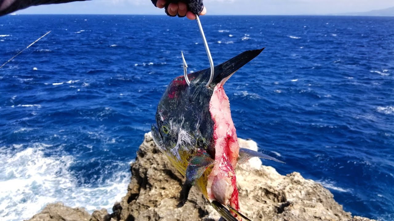 OS PERIGOS DE PESCAR TUBARÃO NA ISCA NATURAL. Rock Fishing.