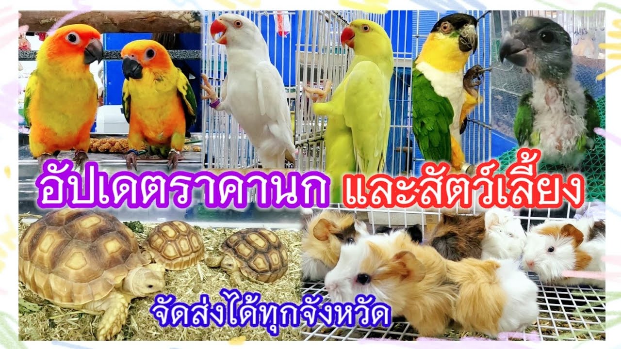 อัปเดตราคานก และสัตว์เลี้ยง จัดส่งได้ทุกจังหวัด ร้านไอซ์ จตุจักร มีนบุรี