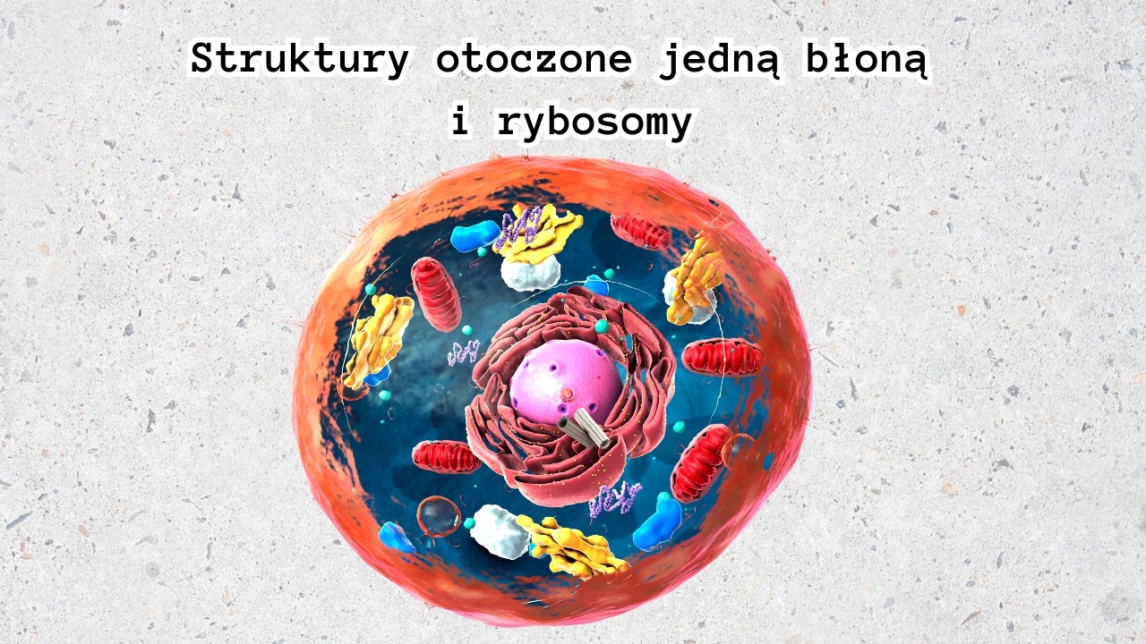 Struktury otoczone jedną błoną i rybosomy (Powtórka w 8 minut) ⏱️ Biologia na czasie🟢  NOWA ERA