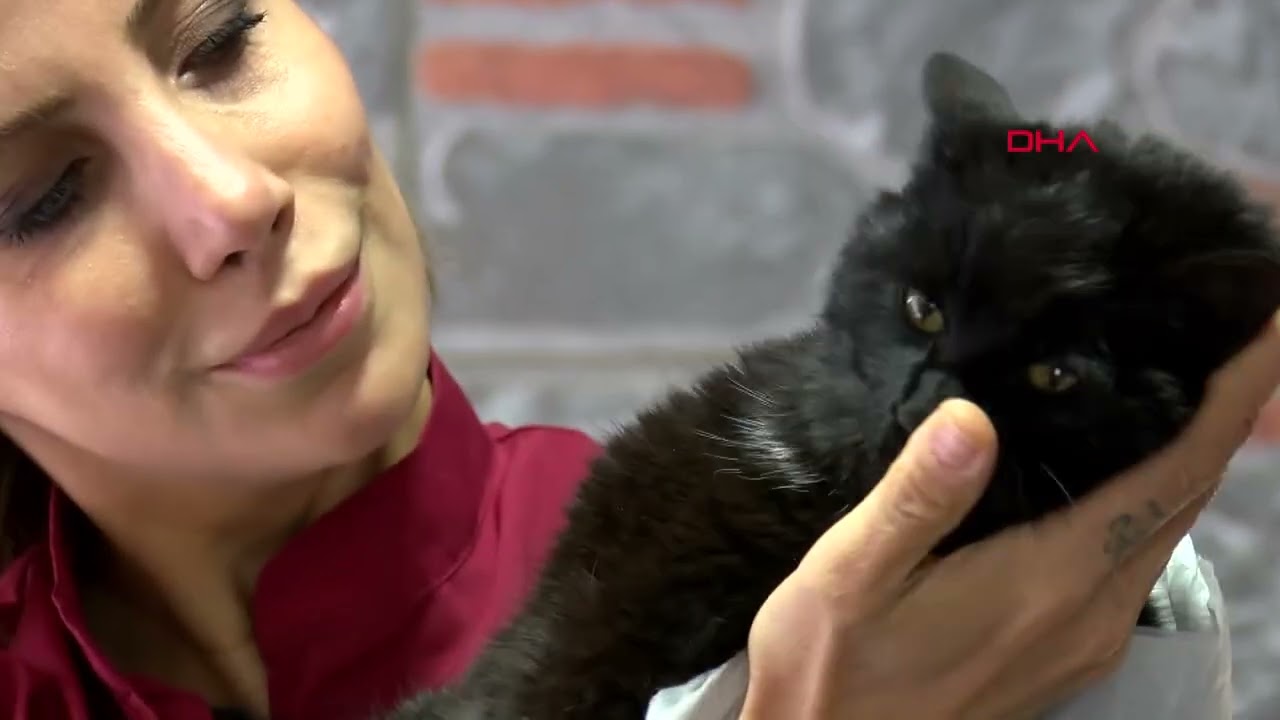 Sokağa terk edilen engelli kedi 'Bulut', tedaviye alındı

KOCAELİ'de yaralı halde bulunan ve…