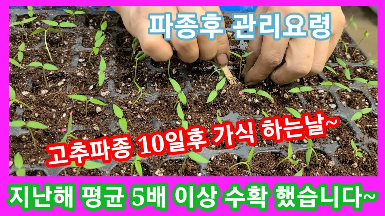 고추 4~5배 를 딴 사람이 드이어 가식을 했습니다 씨앗 직파 10일 째