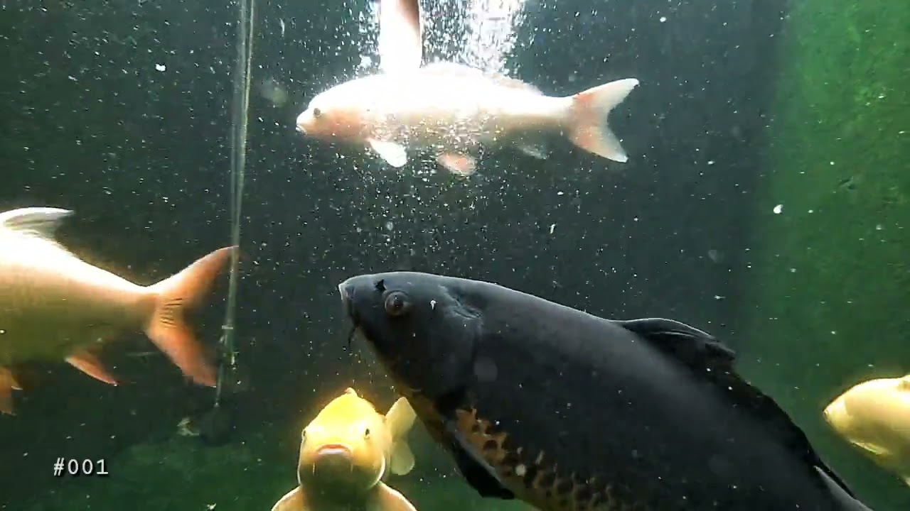 Relaxing Pond View with Beautiful Koi.