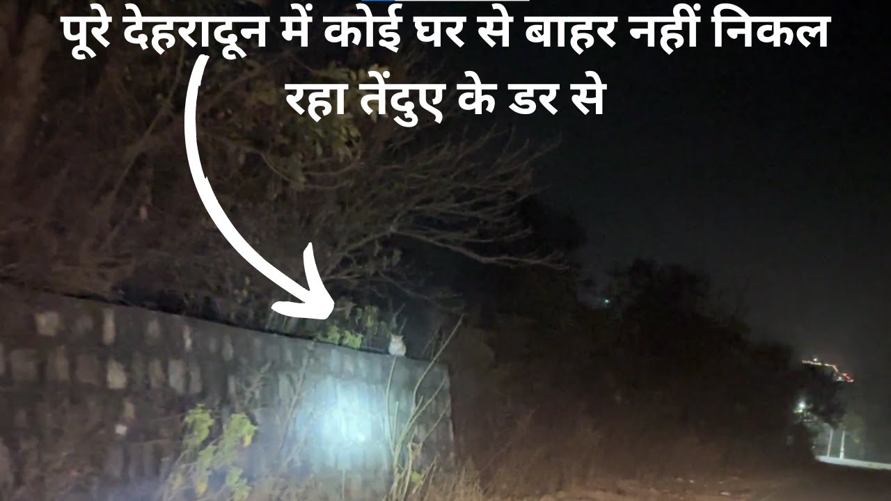 पूरे देहरादून में कोई घर से बाहर नहीं निकल रहा तेंदुए के डर से  #leopard @aazamintothewild