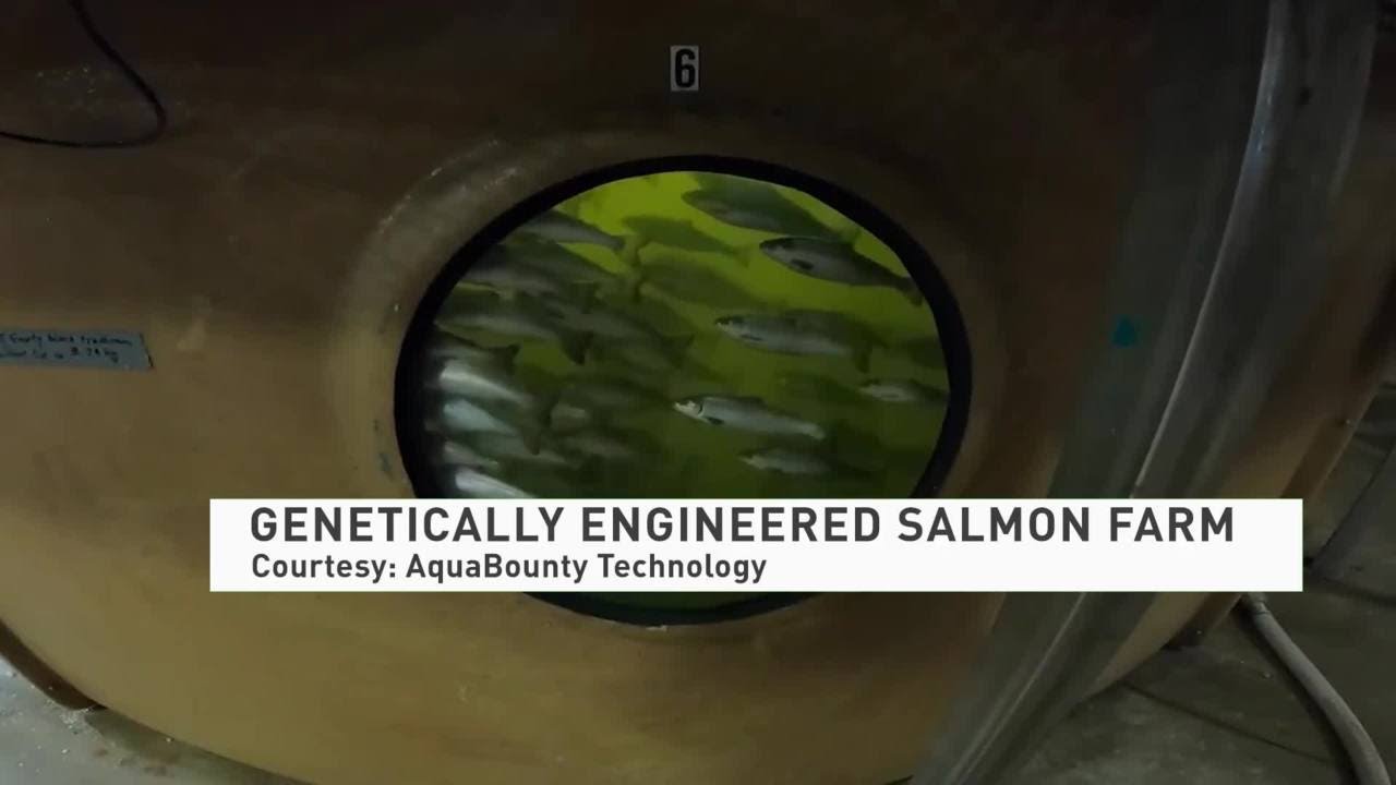 GE Salmon Farm 080321