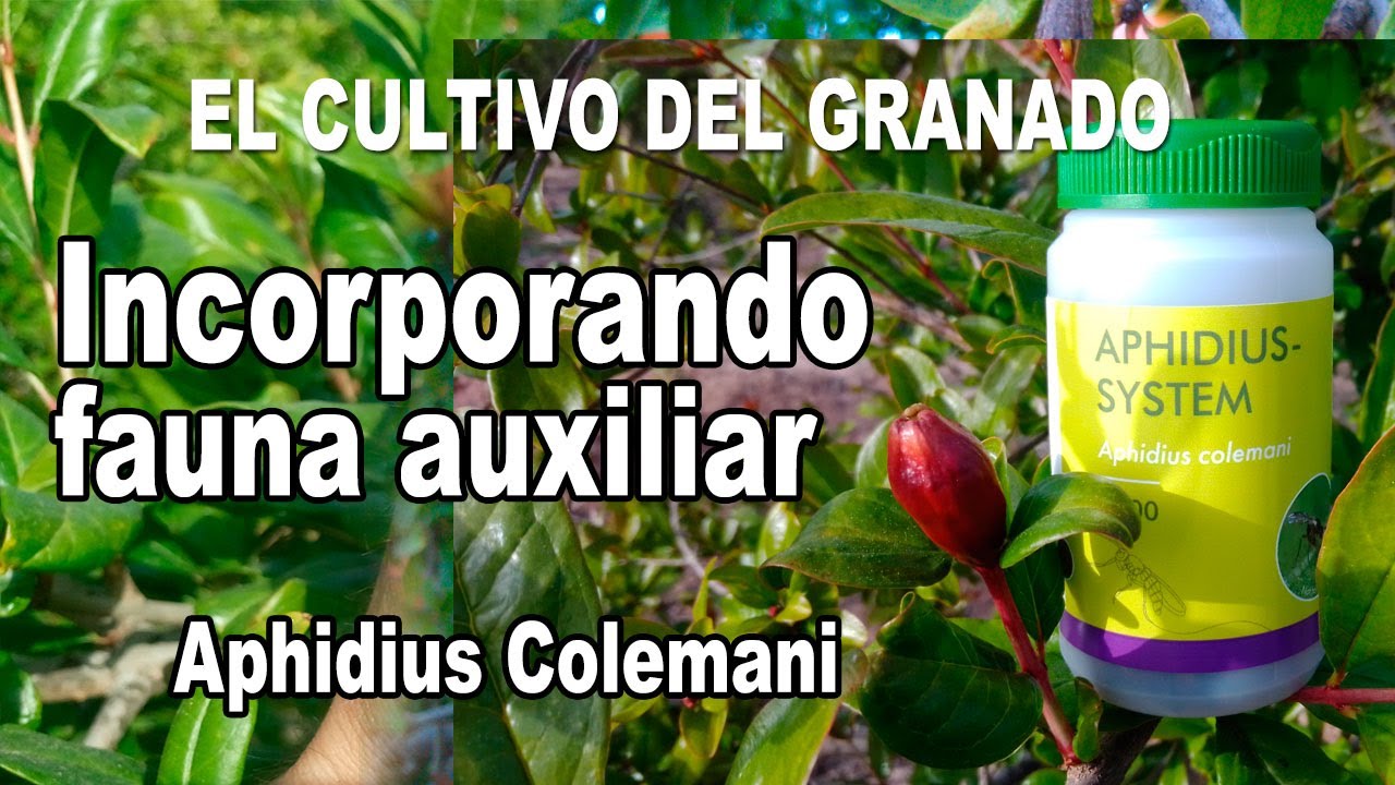 Incorporando fauna auxiliar en huerto de granados - Aphidius Colemani de Biobest