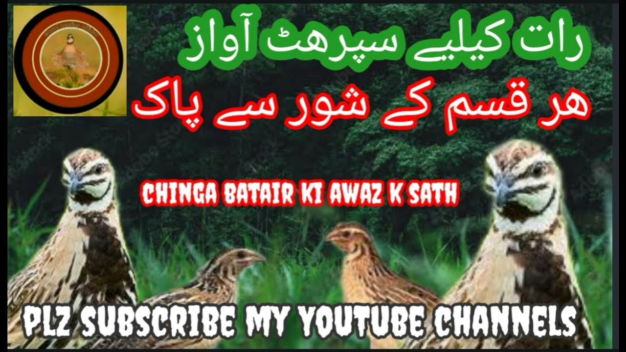 quail hunting sounds Raat k liay#batair ki awaz# #commonquailsounds #batair ka bolara