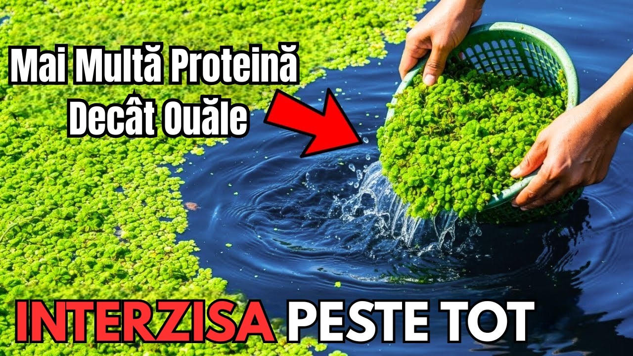 Mai Multă Proteină Decât Ouăle. Crește Fără Sol. De Ce Au Îngropat Această Plantă?