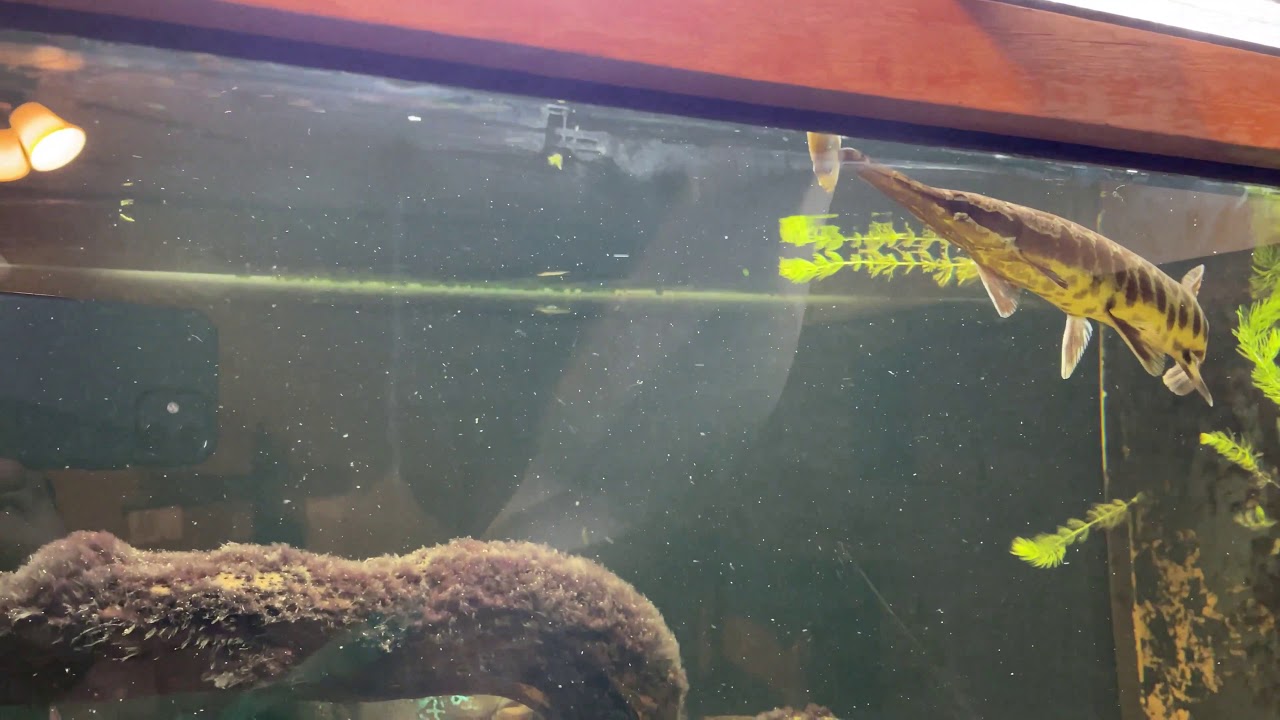 Hand Feeding Florida Gar