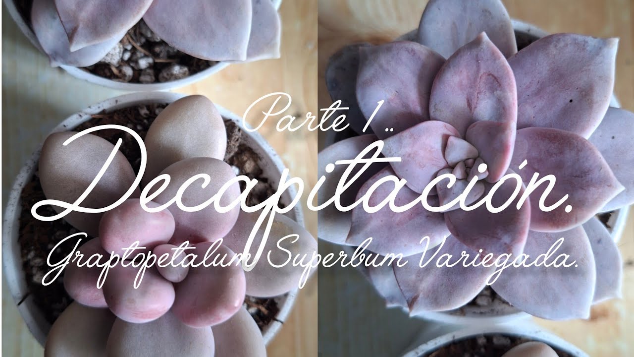 Decapitamos. #plantas #flores #suculentas #garden #jardín #tips