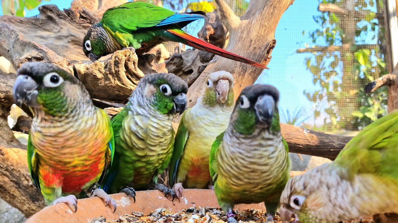 If your bird isn't hungry, show it this video. Green cheek conure eating happy sounds.