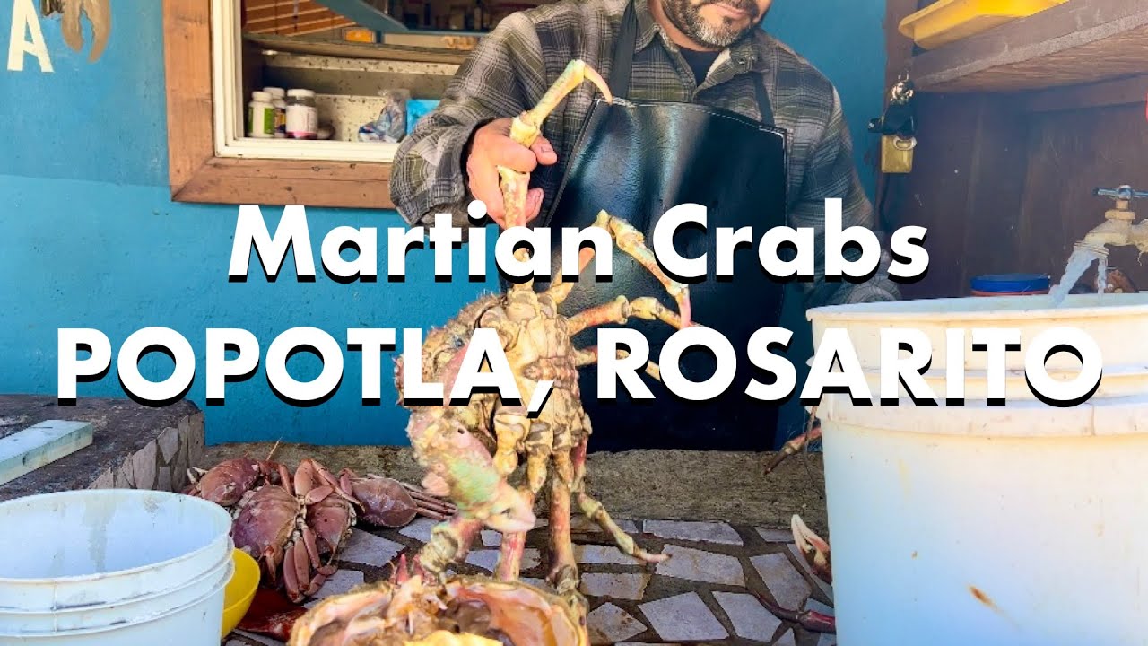 Rosarito Popotla -  🦀 Martian Crab and 🎣 Fishing Village Adventure - 4k