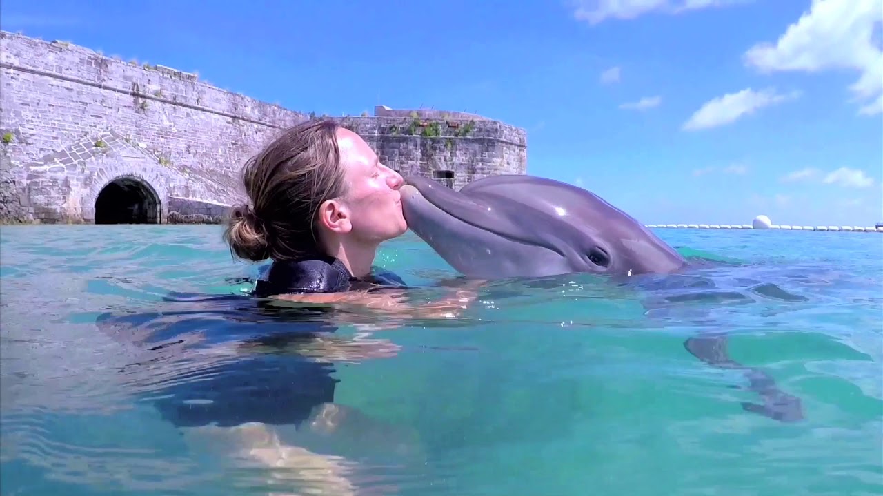 About Dolphin Quest Bermuda