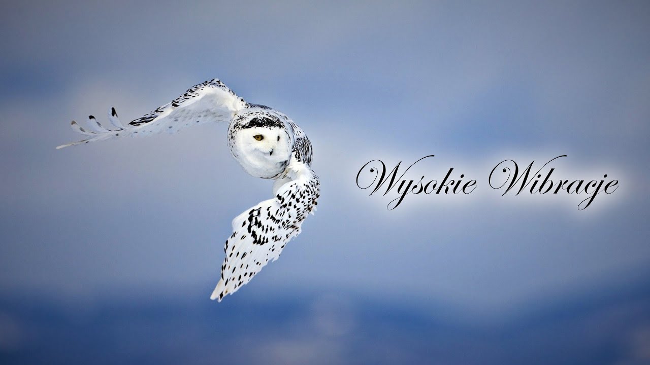 ⭐ Syberia [LSO] Wysokie Wibracje Mix [TDW] ⭐