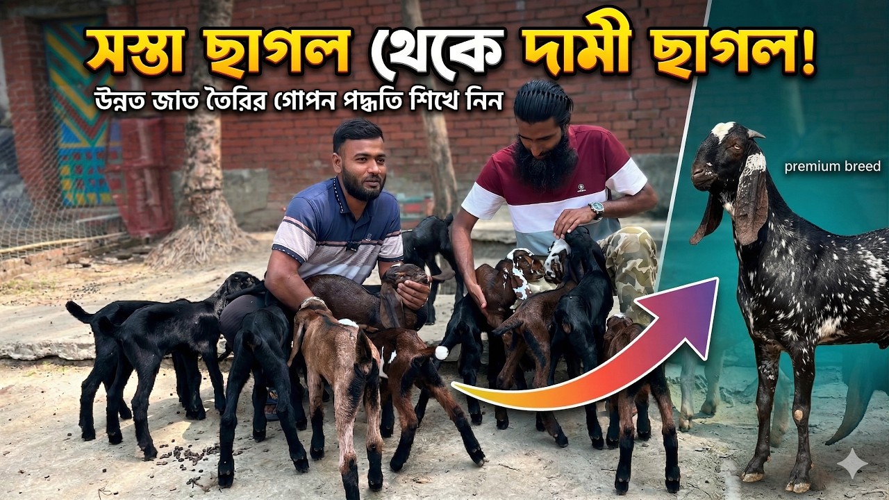 সস্তা ছাগল থেকে দামী জাতের ছাগল তৈরির গোপন পদ্ধতি! | Beetal Goat