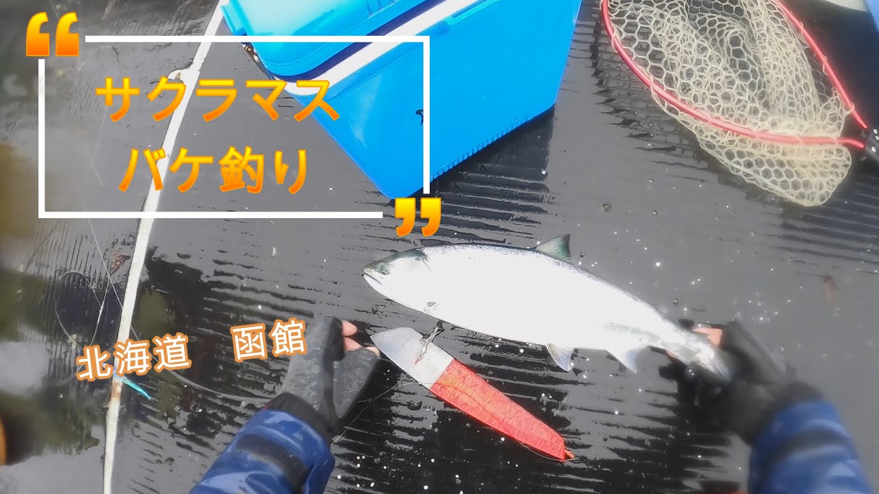 サクラマス！