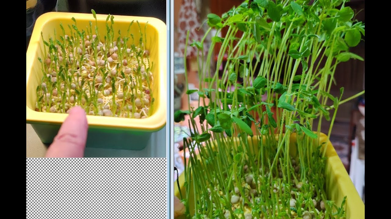 Hydroponics 301 Using the UYUQ Hydroponic System  2 1 26