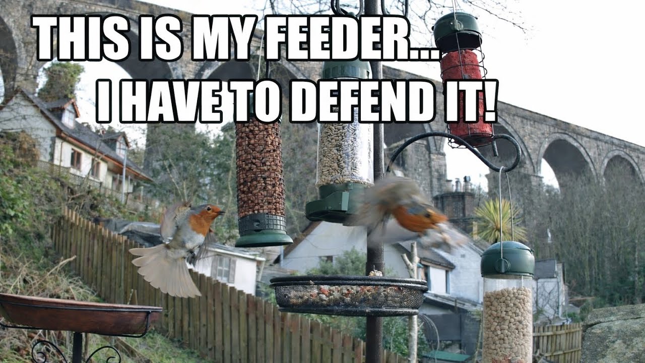 Feeder Frenzy | This Is MY Feeder (No Sharing Allowed!) Robin Drama episode 16.02.26 