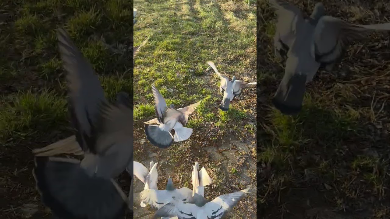 Trening samce 34 km 🌤️#gołębiepocztowe #gołębie #pigeons #pasja #hobby #racingpigeons
