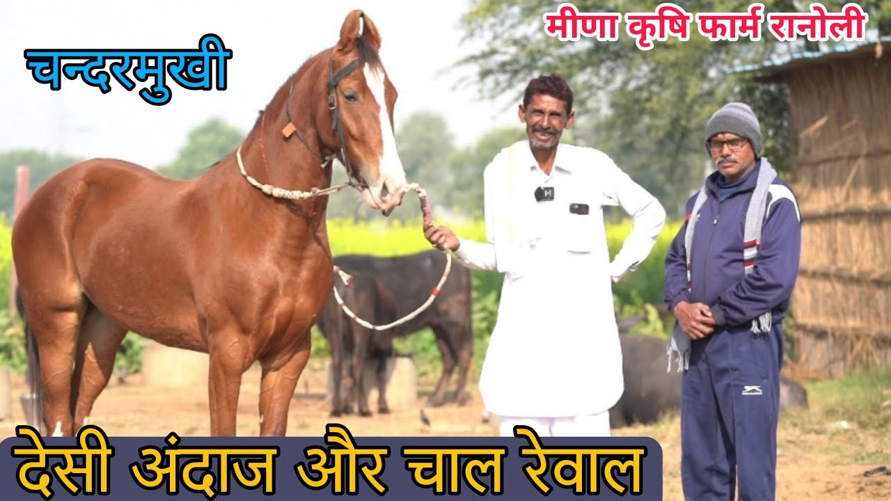 चन्दरमुखी से ब्रीडिंग करवानी चाहिए या रेवाल चाल चलानी चाहिए, मालिक को रेवाल चाल का जबरदस्त शौक