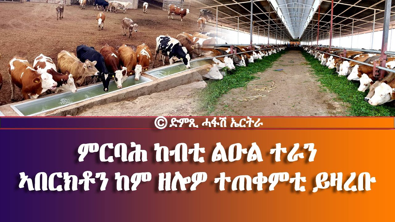 ምርባሕ ከብቲ ልዑል ተራን ኣበርክቶን ከም ዘሎዎ ተጠቀምቲ ይዛረቡ - DimTsi Hafash Eritrea/ድምጺ ሓፋሽ ኤርትራ