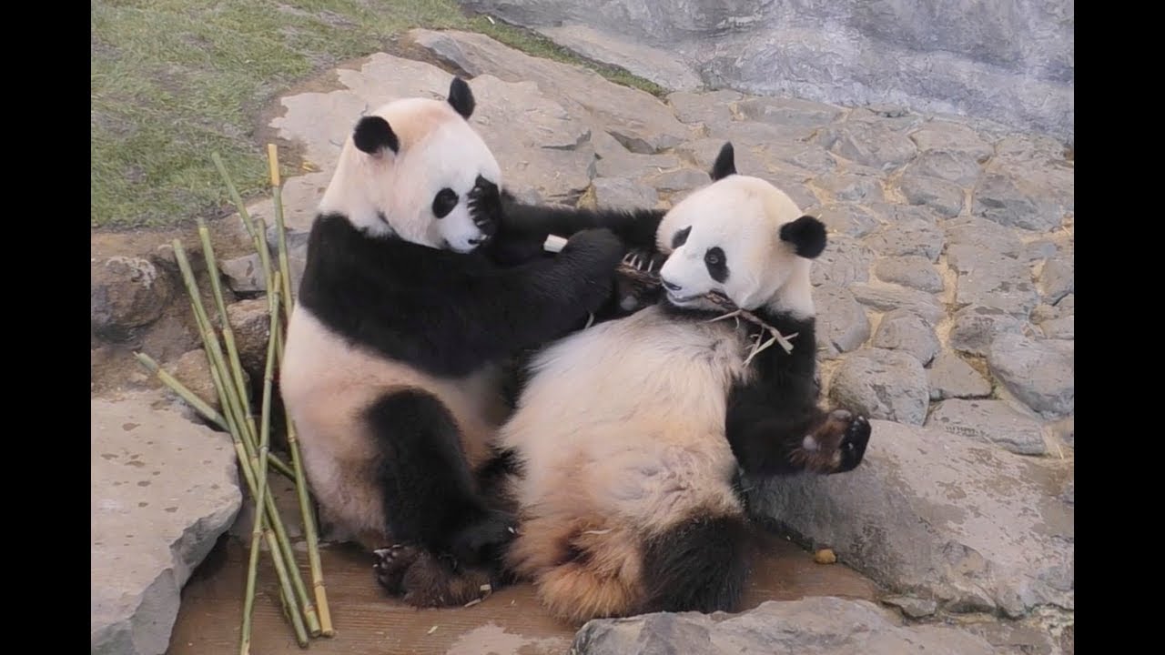 【なかよく奪い合い♪】桜浜＆桃浜のたけのこタイム❤【ふたごパンダ】Giant Panda -Ouhin&Touhin-☆ bamboo shoot♪