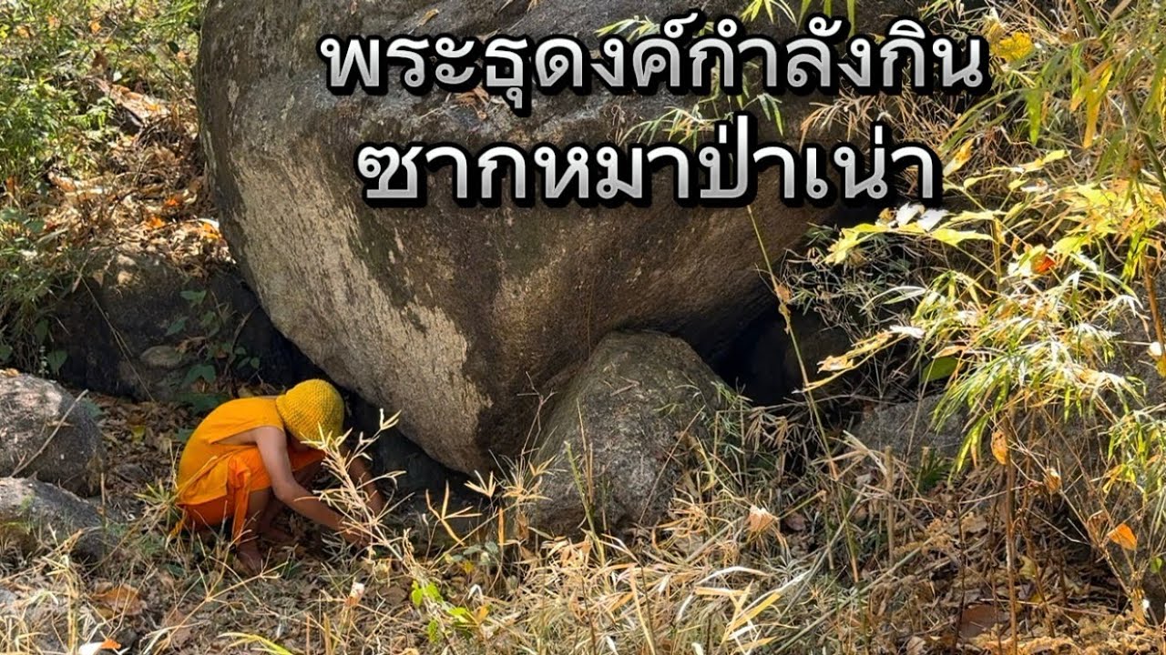 มาเจอสิ่งนี้ผมถึงกับอ้วกออกมา! พระธุดงค์หรือสมิง กำลังกินซากเหม็นเน่าของหมาป่า!!￼