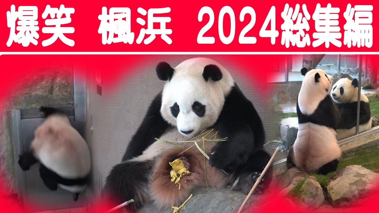 【紅白対抗 珍場面集２０２４】子パンダ楓浜 岩から転落 年間大賞コメント募集