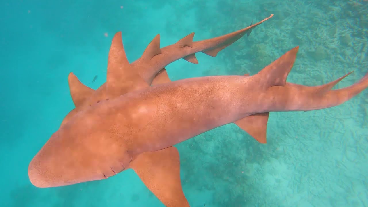 where is the best snorkeling in maldives?