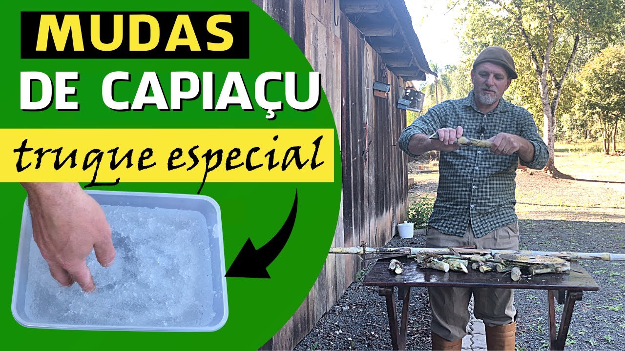 Técnicas para o plantio de CAPIAÇU