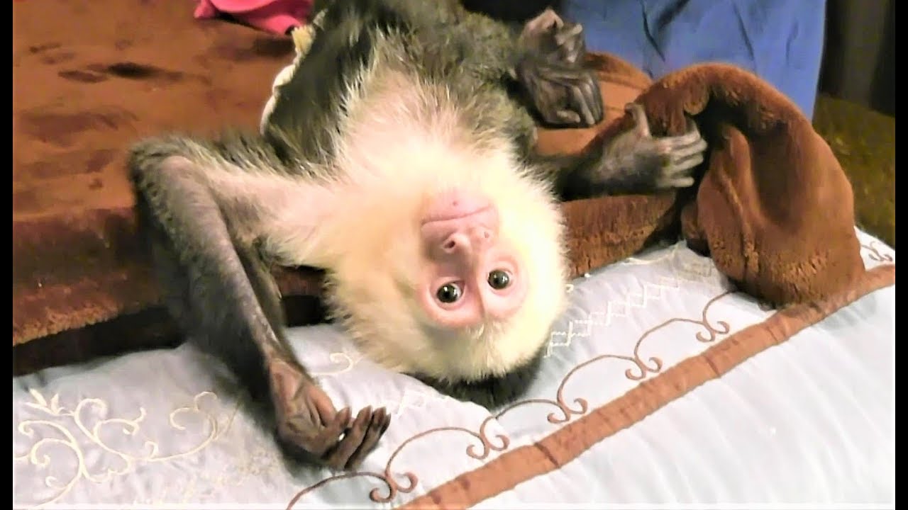 Getting Our Pet Monkey Ready for Bedtime