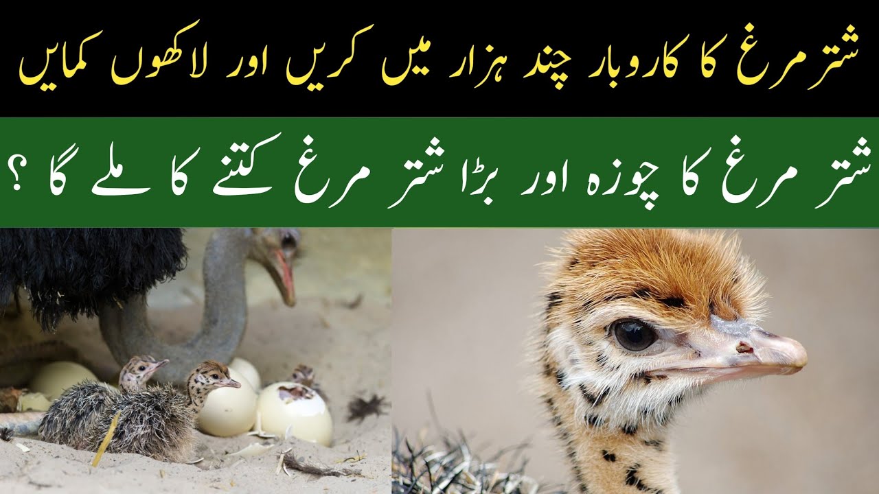 Start Ostrich Farming in Pakistan with Low price|shutur murgh ka karobar karin lakho kamain|ostrich|