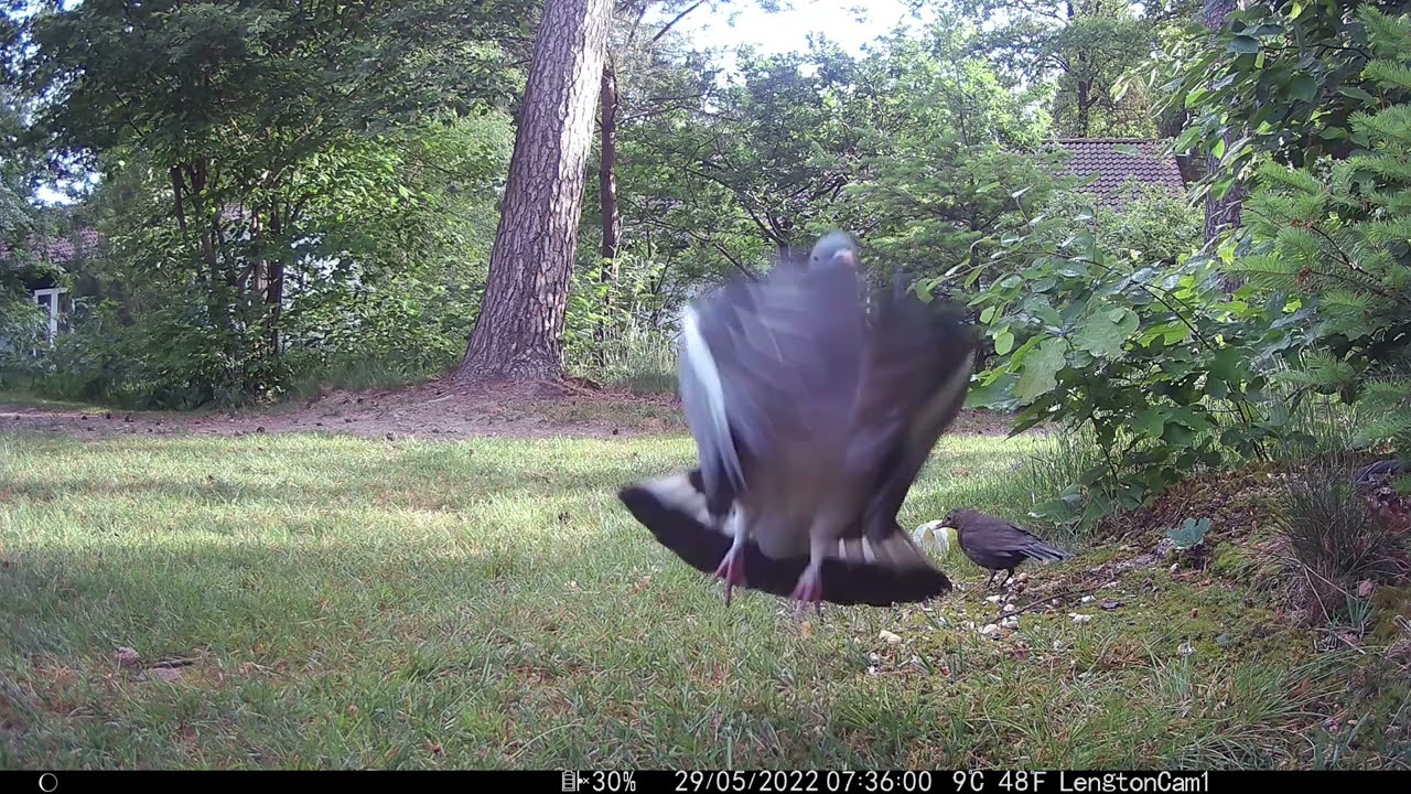 27   29 mei 2022 Wildcamera opnames bij het huisje op Bungalowpark De Rietberg te Epe