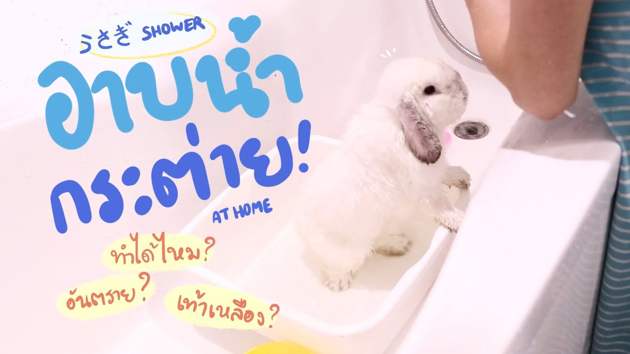 EP.30 อาบน้ำกระต่าย+ตัดเล็บเองที่บ้าน ต้องทำยังไง? #BunnyTTCoupe | Joyjee Loveberry