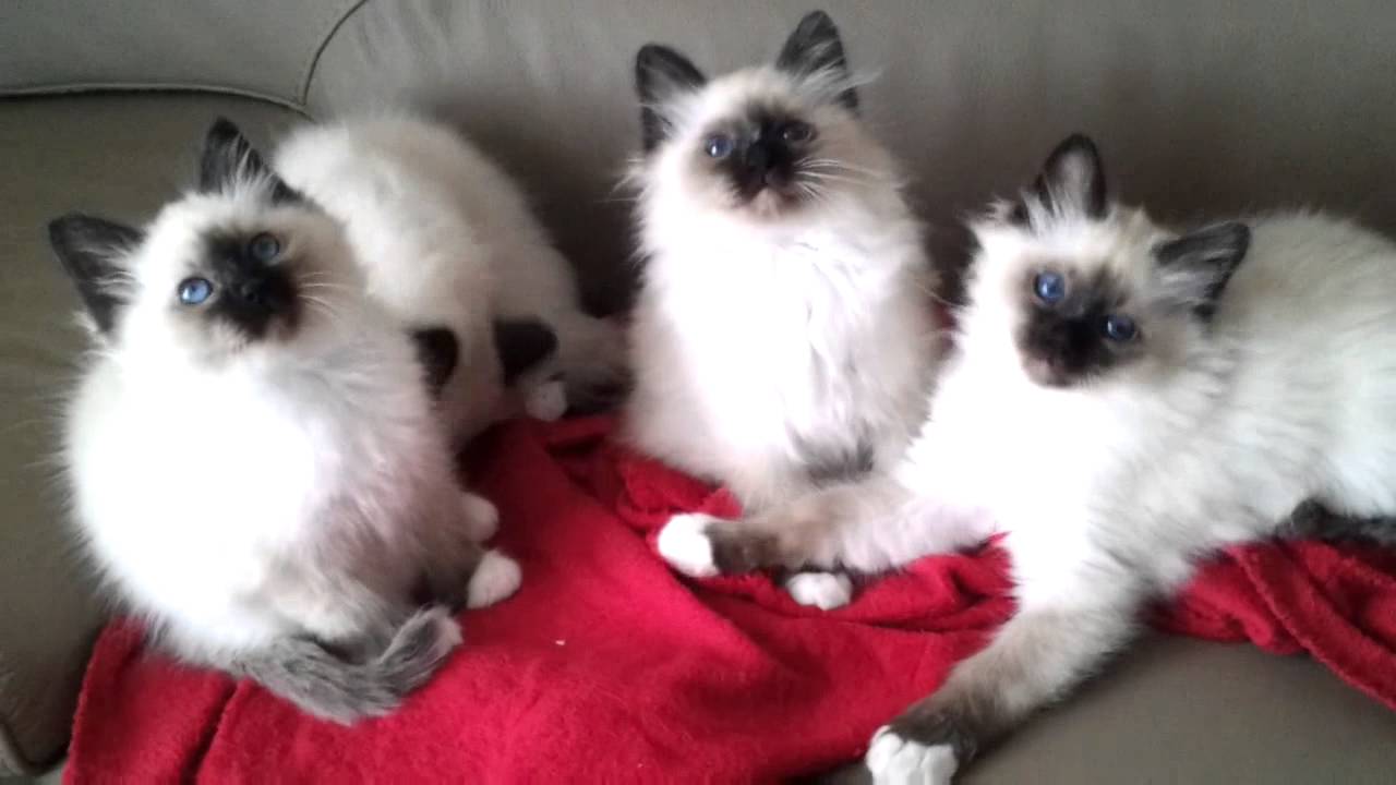 Les chatons Sacrés de Birmanie de la chatterie des Andégaves