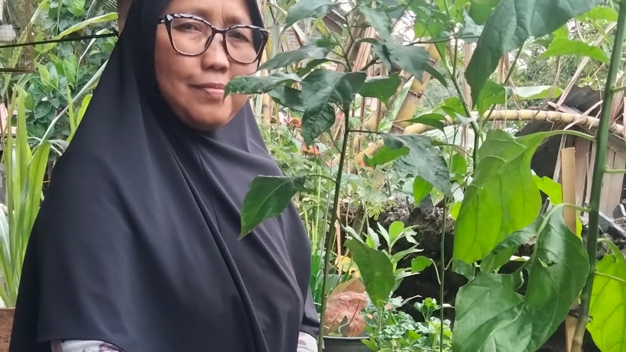 Menanam Cabe di Sore Hari.#kebunkecilku.#tanamanpekarangan.#tanamansayur