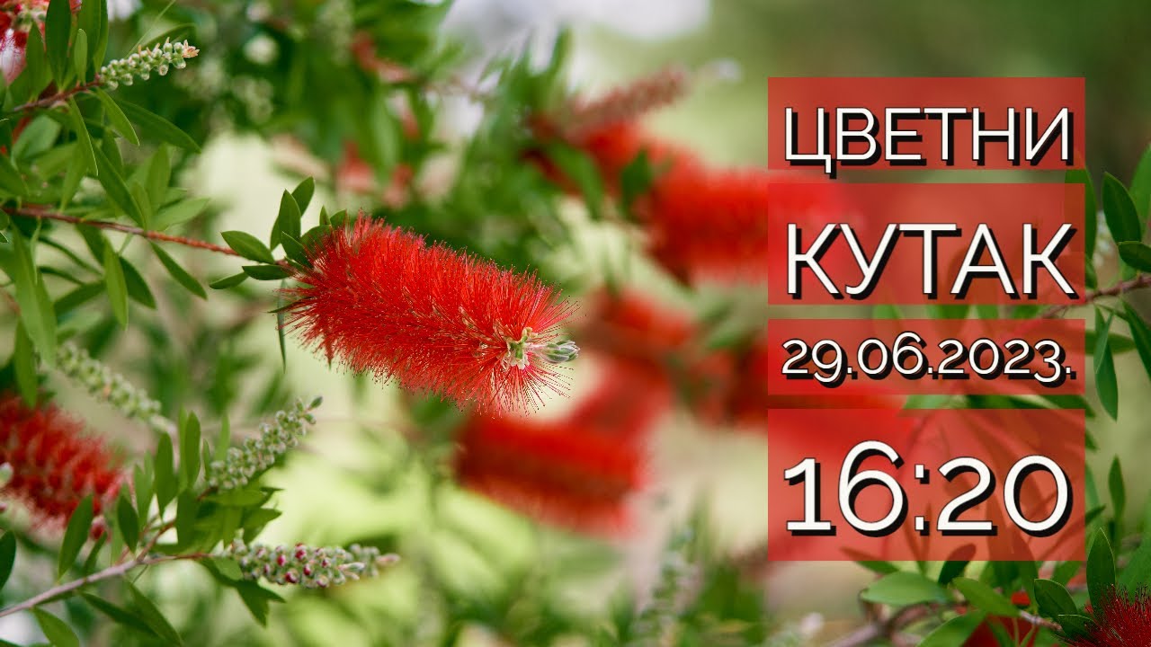 Cvetni kutak ep. 190 29.06.2023. NAJAVA