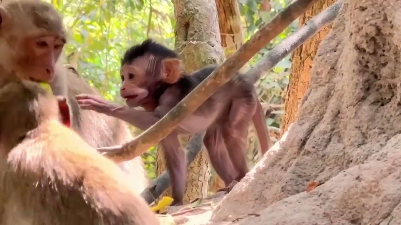 Baby Monkey Crying Alone&hellip; Then This Happened