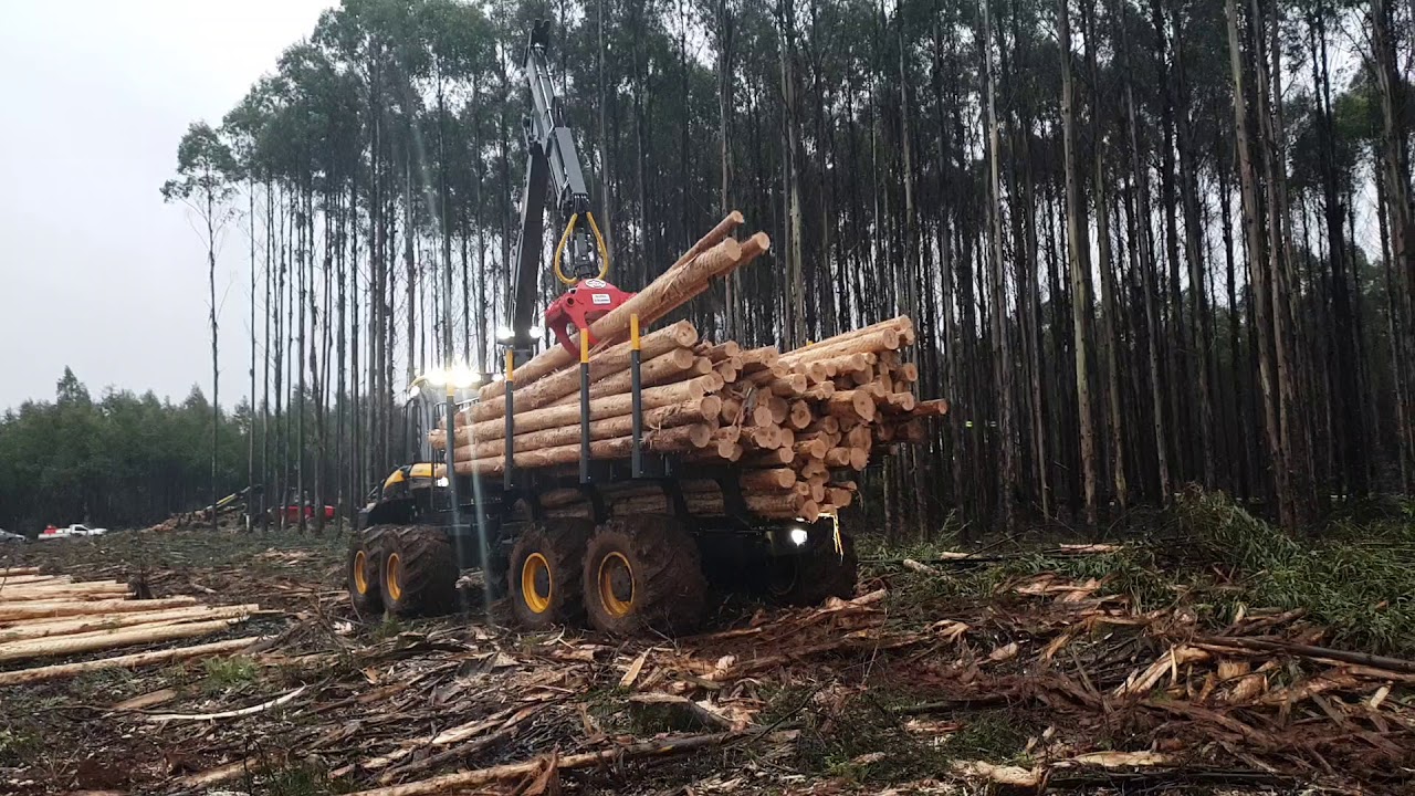 Ponsse Elephant King 8W forwarding Eucalypt (HD)