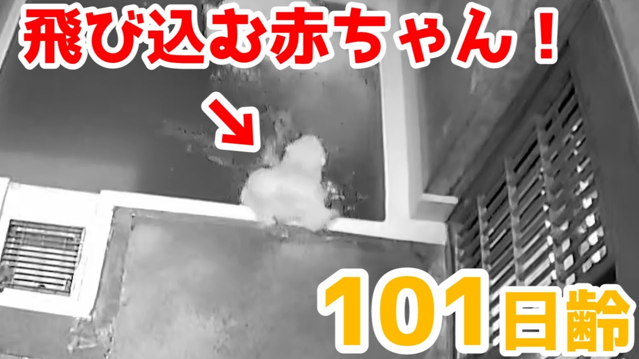 監視カメラが捉えた初泳ぎの瞬間！【101日齢】Polar Bear Baby Growth Record(Day 101)