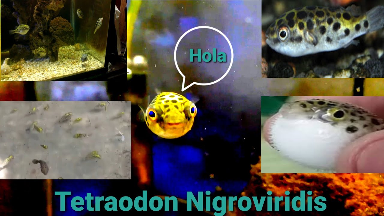 Pez Globo De Agua Dulce ( T Nigroviridis )