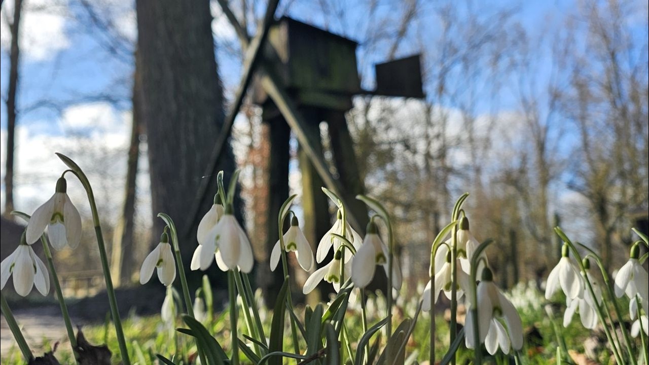 Sneeuwklokjes in Duyls Bos