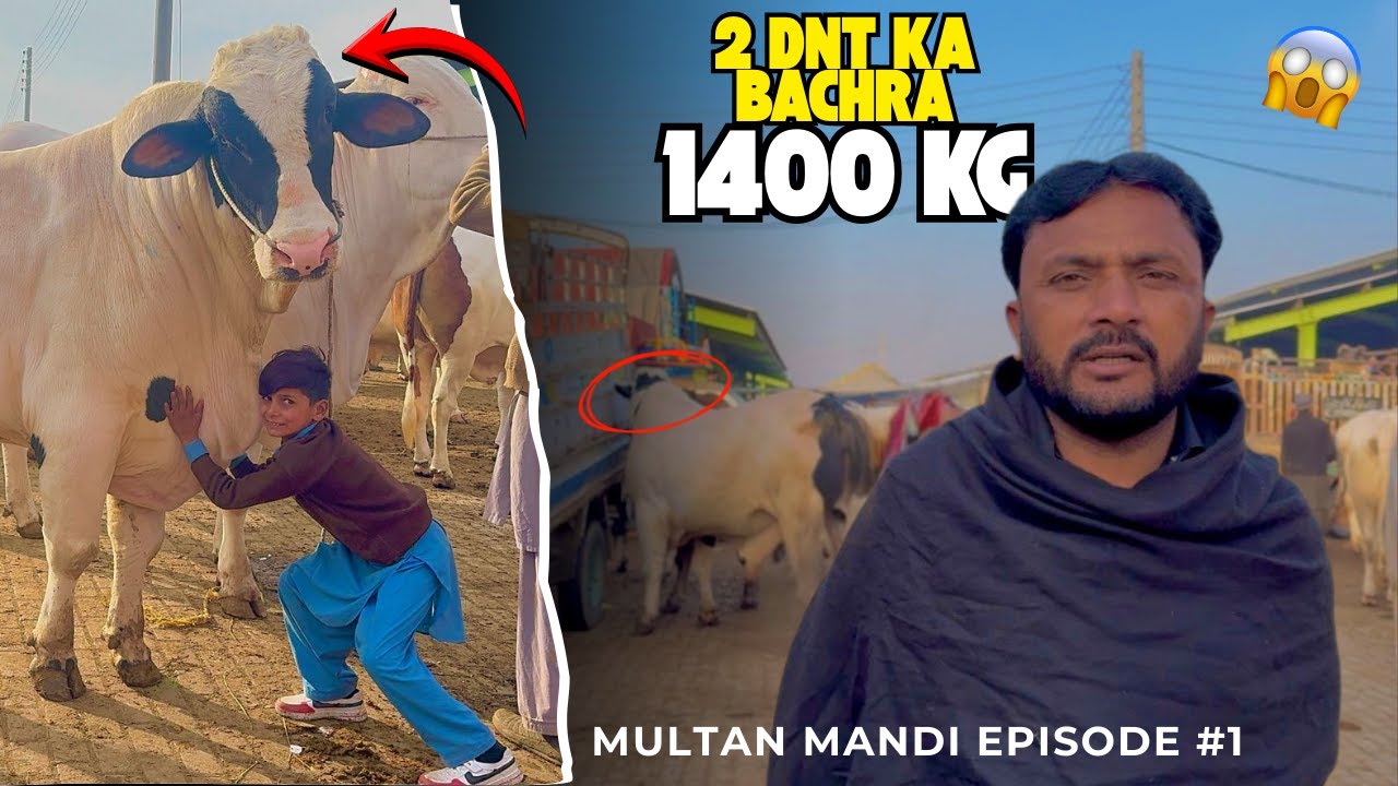 Multan Mandi Ka King👑||2 Dant Ka Bachra 1400KG😱||king Of Multan Mandi||Mahar Hashim