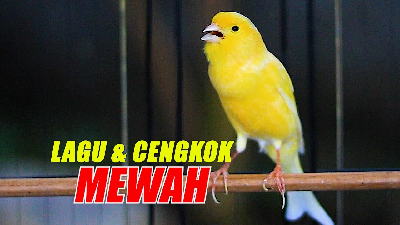 kenari cengkok dan lagu mewah, MASTERAN ampuh buat KENARI PAUD